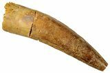 Fossil Spinosaurus Tooth - Real Dinosaur Tooth #327863-1